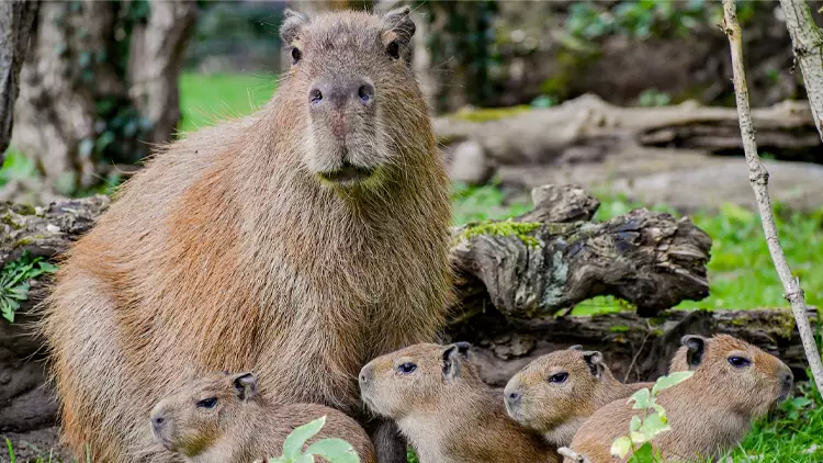 Capybara Enthusiast