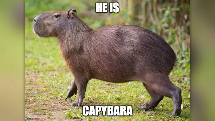 Capybara Novice