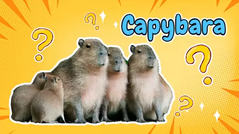 How Well Do You Know Capybara? Quiz