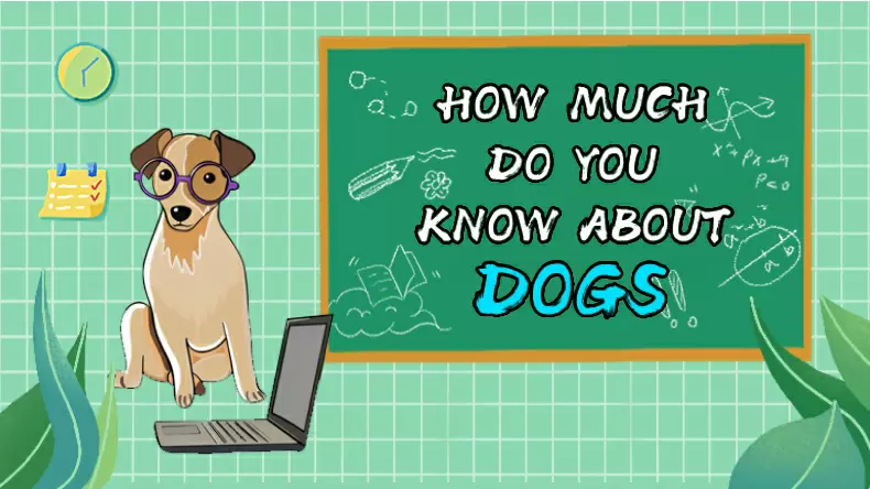 How much do you know about dogs? Quiz