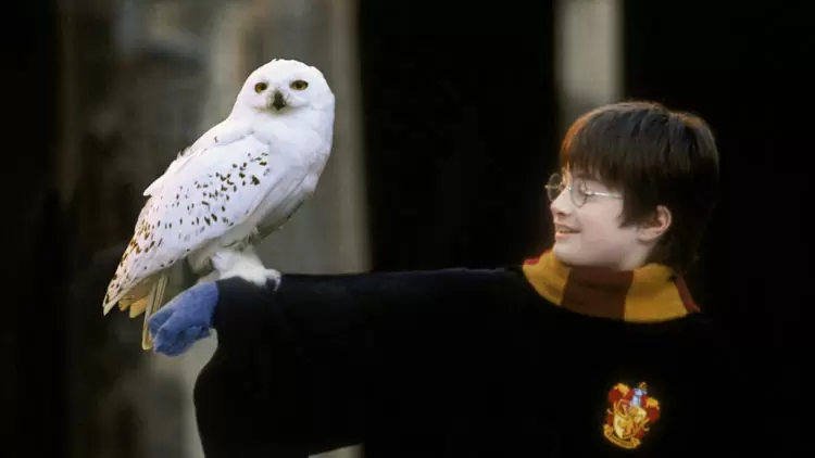 What kind of pet would you own if you went to Hogwarts?