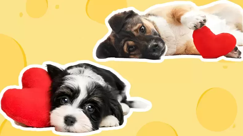 Does My Dog Love Me? Quiz for Dog Owners