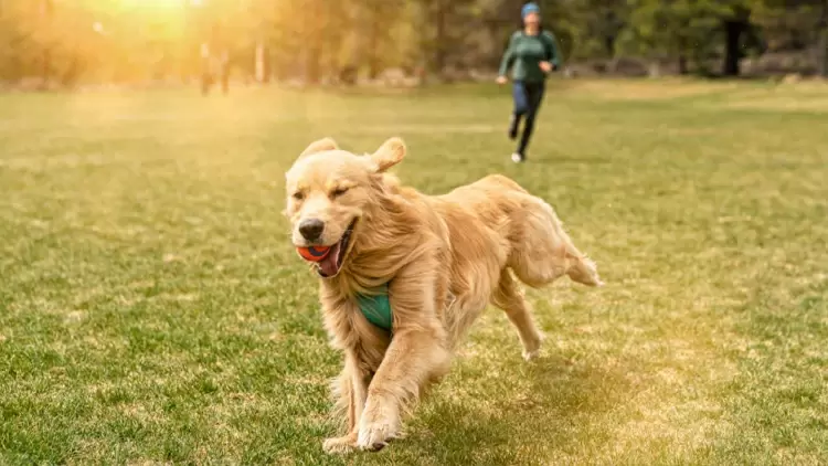 While walking in the park, if you see someone walking their dog without a leash and you're not a dog fan, what would you do?