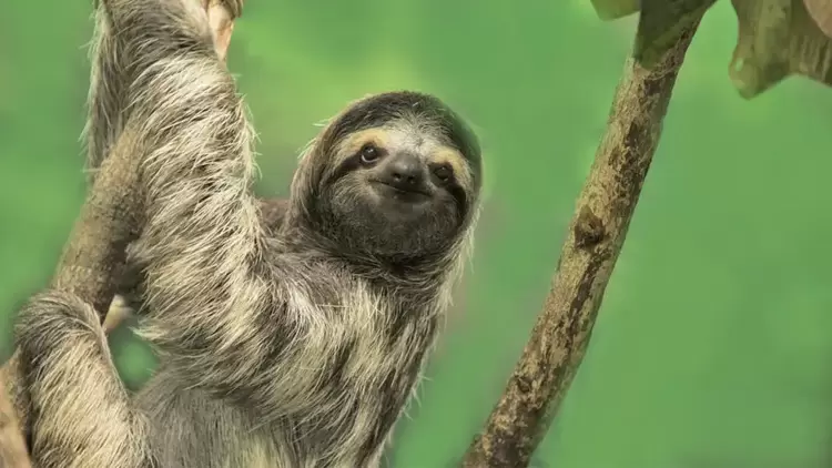 ISFP: The Sloth