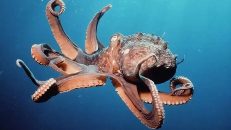 INTJ: The Octopus