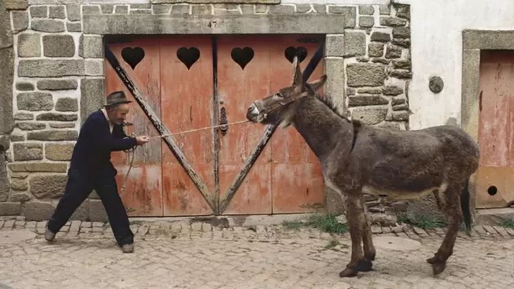 Do you often receive feedback from others that you are "stubborn"?