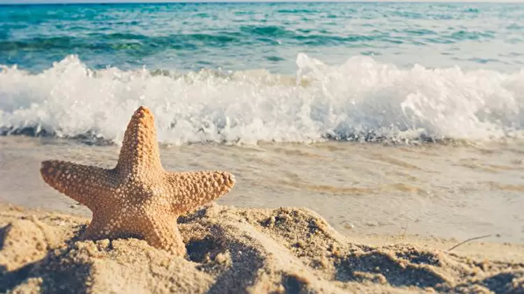 The Energetic Social Butterfly