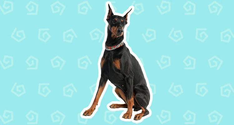Doberman Pinscher