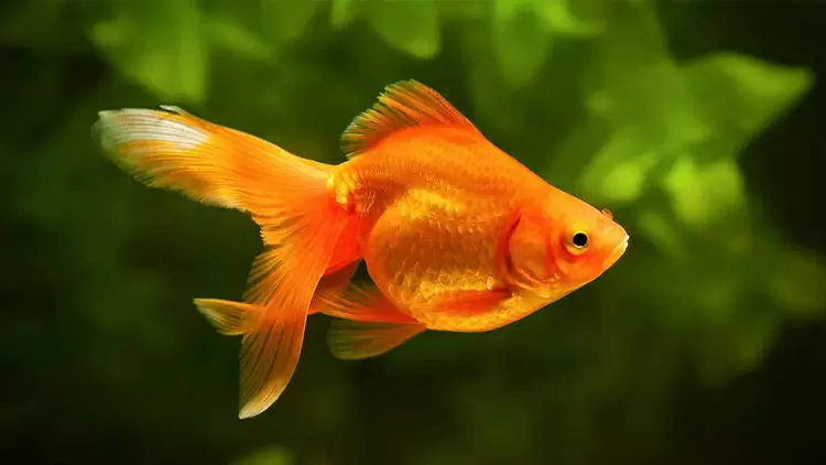 Goldfish