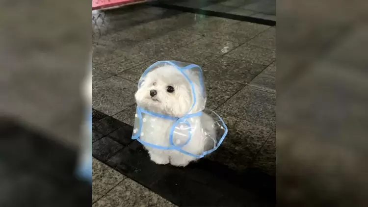 What does your pet do when encountering a puddle outside?